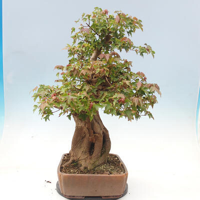 Vonkajšie bonsai - Javor Buergerianum - Javor Burgerův - 4