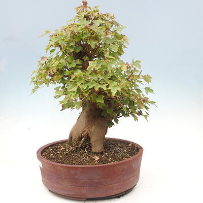 Vonkajšie bonsai - Javor Buergerianum - Javor Burgerův - 4