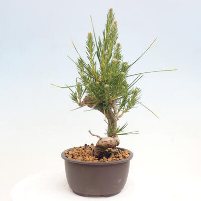 Vonkajší bonsai - Pinus thunbergii - Borovica thunbergova - 4