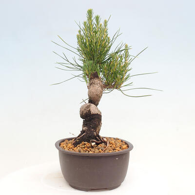 Vonkajší bonsai - Pinus thunbergii - Borovica thunbergova - 4