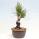 Vonkajší bonsai - Pinus thunbergii - Borovica thunbergova - 4/4