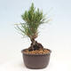 Vonkajší bonsai - Pinus thunbergii - Borovica thunbergova - 4/4