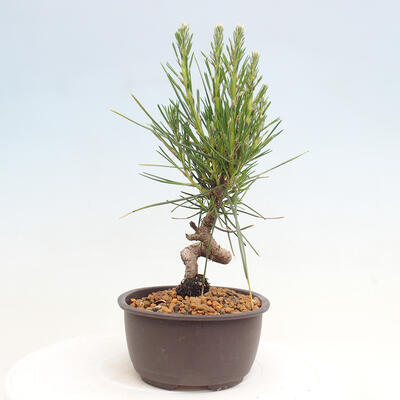 Vonkajší bonsai - Pinus thunbergii - Borovica thunbergova - 4