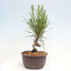 Vonkajší bonsai - Pinus thunbergii - Borovica thunbergova - 4/4