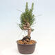 Vonkajší bonsai - Pinus thunbergii - Borovica thunbergova - 4/4