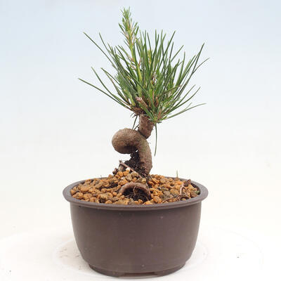 Vonkajší bonsai - Pinus thunbergii - Borovica thunbergova - 4