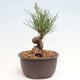 Vonkajší bonsai - Pinus thunbergii - Borovica thunbergova - 4/4