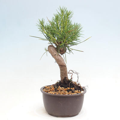 Vonkajší bonsai - Pinus thunbergii - Borovica thunbergova - 4