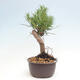 Vonkajší bonsai - Pinus thunbergii - Borovica thunbergova - 4/4