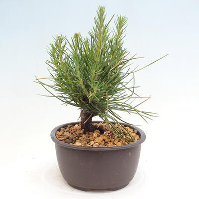 Vonkajší bonsai - Pinus thunbergii - Borovica thunbergova - 4