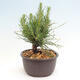 Vonkajší bonsai - Pinus thunbergii - Borovica thunbergova - 4/4