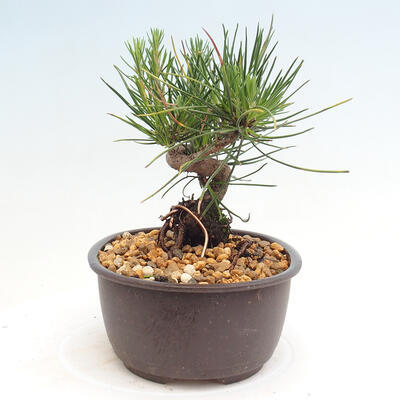 Vonkajší bonsai - Pinus thunbergii - Borovica thunbergova - 4