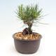 Vonkajší bonsai - Pinus thunbergii - Borovica thunbergova - 4/4