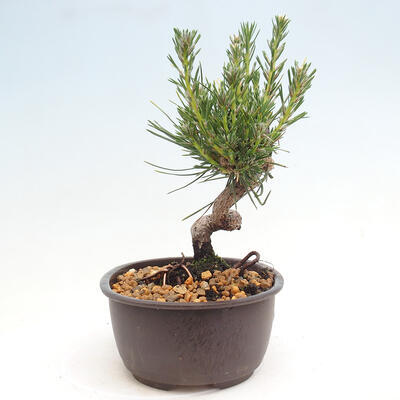 Vonkajší bonsai - Pinus thunbergii - Borovica thunbergova - 4