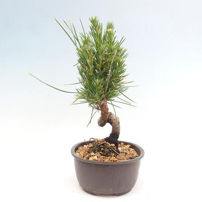 Vonkajší bonsai - Pinus thunbergii - Borovica thunbergova - 4