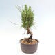 Vonkajší bonsai - Pinus thunbergii - Borovica thunbergova - 4/4