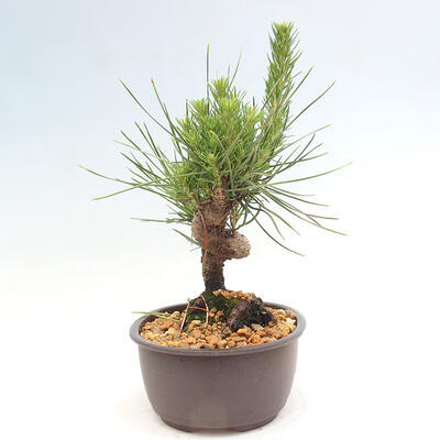 Vonkajší bonsai - Pinus thunbergii - Borovica thunbergova - 4