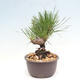 Vonkajší bonsai - Pinus thunbergii - Borovica thunbergova - 4/4