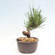 Vonkajší bonsai - Pinus thunbergii - Borovica thunbergova - 4/4