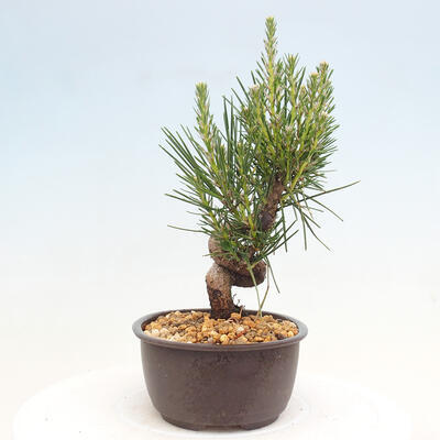 Vonkajší bonsai - Pinus thunbergii - Borovica thunbergova - 4