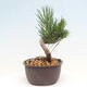 Vonkajší bonsai - Pinus thunbergii - Borovica thunbergova - 4/4