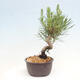 Vonkajší bonsai - Pinus thunbergii - Borovica thunbergova - 4/4