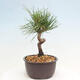 Vonkajší bonsai - Pinus thunbergii - Borovica thunbergova - 4/4