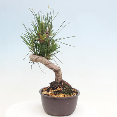 Vonkajší bonsai - Pinus thunbergii - Borovica thunbergova - 4