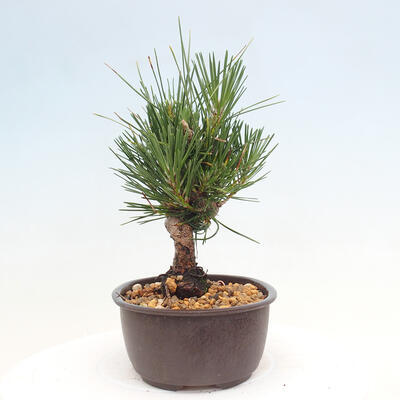 Vonkajší bonsai - Pinus thunbergii - Borovica thunbergova - 4