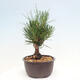 Vonkajší bonsai - Pinus thunbergii - Borovica thunbergova - 4/4