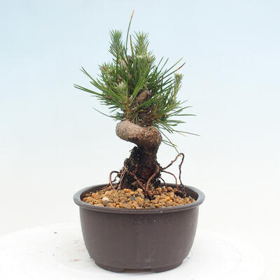 Vonkajší bonsai - Pinus thunbergii - Borovica thunbergova - 4