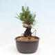 Vonkajší bonsai - Pinus thunbergii - Borovica thunbergova - 4/4