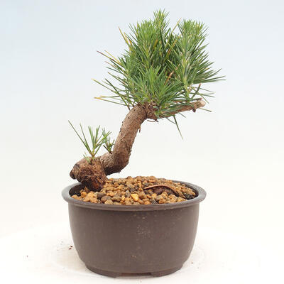 Vonkajší bonsai - Pinus thunbergii - Borovica thunbergova - 4