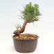 Vonkajší bonsai - Pinus thunbergii - Borovica thunbergova - 4/4