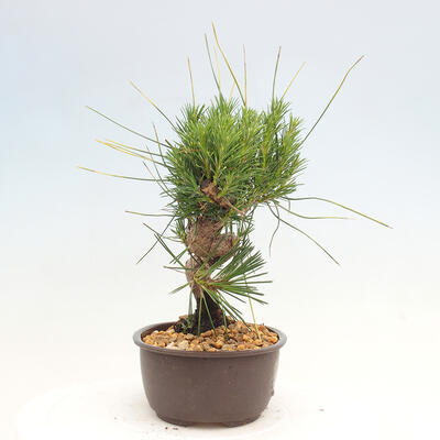 Vonkajší bonsai - Pinus thunbergii - Borovica thunbergova - 4