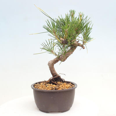 Vonkajší bonsai - Pinus thunbergii - Borovica thunbergova - 4