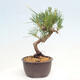 Vonkajší bonsai - Pinus thunbergii - Borovica thunbergova - 4/4