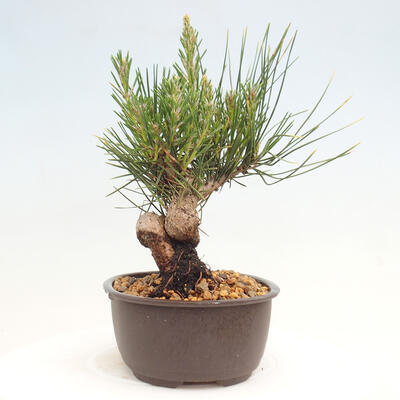 Vonkajší bonsai - Pinus thunbergii - Borovica thunbergova - 4