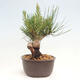 Vonkajší bonsai - Pinus thunbergii - Borovica thunbergova - 4/4