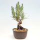 Vonkajší bonsai - Pinus thunbergii - Borovica thunbergova - 4/4