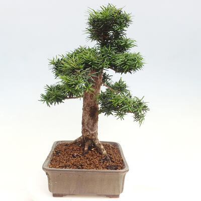 Vonkajší bonsai - Taxus cuspidata - Tis japonský - 4