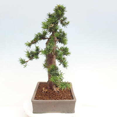 Vonkajší bonsai - Taxus cuspidata - Tis japonský - 4