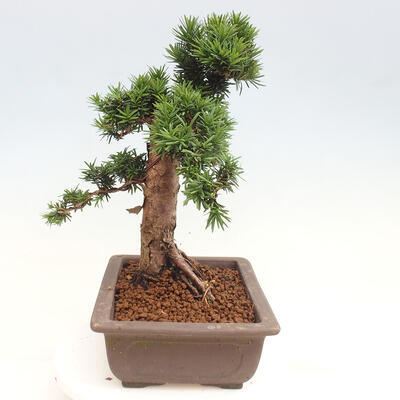 Vonkajší bonsai - Taxus cuspidata - Tis japonský - 4