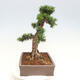 Vonkajší bonsai - Taxus cuspidata - Tis japonský - 4/6