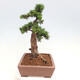 Vonkajší bonsai - Taxus cuspidata - Tis japonský - 4/6