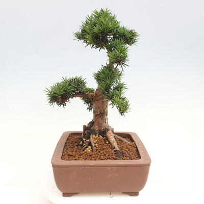 Vonkajší bonsai - Taxus cuspidata - Tis japonský - 4