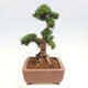 Vonkajší bonsai - Taxus cuspidata - Tis japonský - 4/6