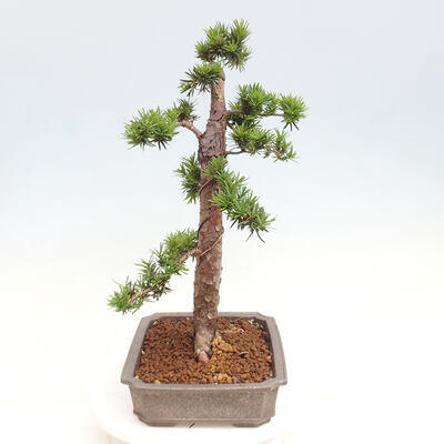 Vonkajší bonsai - Taxus cuspidata - Tis japonský - 4