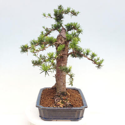 Vonkajší bonsai - Taxus cuspidata - Tis japonský - 4