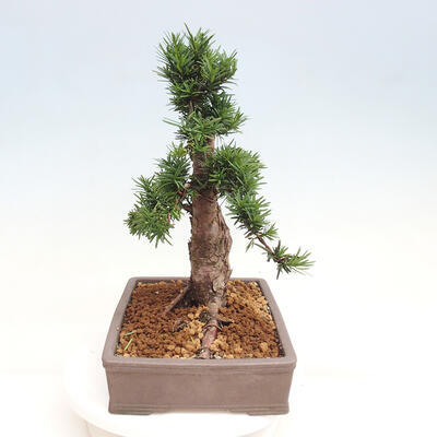 Vonkajší bonsai - Taxus cuspidata - Tis japonský - 4